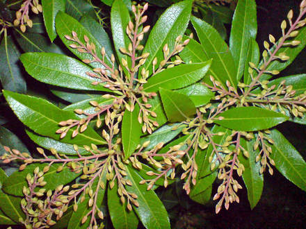 pieris oct 07 (Pieris japonica (Lily of the valley bush))