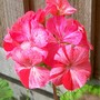 Geranium 'Raspberry Ripple' (Pelargonium)