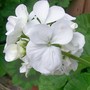 White Geranium (Pelargonium)