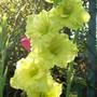 Just catching the evening sunshine! (Gladiolus)