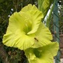 Close up Gladi 'Green Star' (Gladiolus)