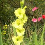 Gladi 'Green Star' (Gladiolus)