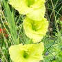 Gladioli 'Green Star' (Gladiolus)