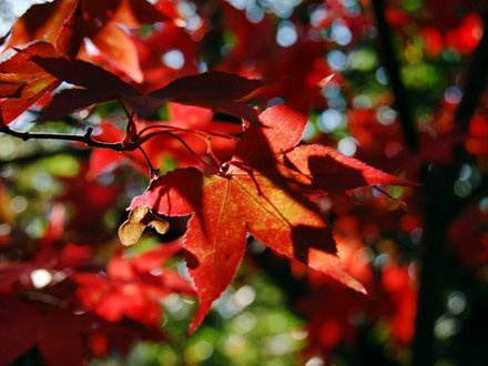 Acer palmatum 'Osakazuki' (Acer palmatum)