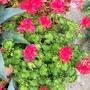Geranium 'Distinction' (Pelargonium)