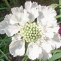 Scabious 'Perfecta White' (Scabiosa 'Perfecta White')