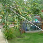 MY APPLE TREE