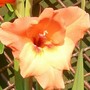'Jo Ann' - Close up (Gladiolus grandiflorus)