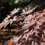 Acer_palmatum_bloodgood_