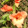 Gladi 'Jo Ann' (Gladiolus grandiflorus)