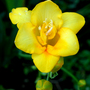 Yellow fresia
