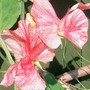 Sweet Pea 'Orange Ripple' (Lathyrus odoratus (Old-Fashioned Sweet Pea))