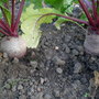 MY BEETROOT IN MY ALLOTMENT