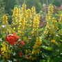 LYSIMACHIA (PUNCTATA) (LYSIMACHIA PUNCTATA)