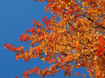 Autumn Sky (Nyssa sylvatica)