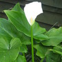 Arum lily