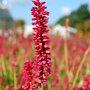 Persicaria amplexicaulis (Persicaria amplexicaulis)