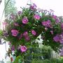 Hanging Basket