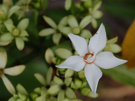 Unknown in Okinawa.