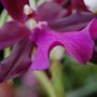 Miltonia_spectabilis__morelians_