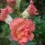 Coral_butterfly_antirrhinum