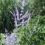 Perovskia. (Perovskia atriplicifolia 'Blue Spire')