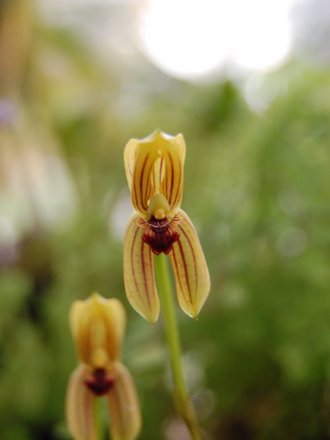 Mormolyca ringens (Mormolyca ringens)