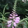 Physostegia virginiana (Obedient plant)