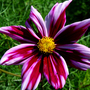 Cosmos