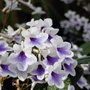 Streptocarpus__crystal_ice__