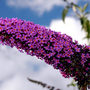 buddleia 