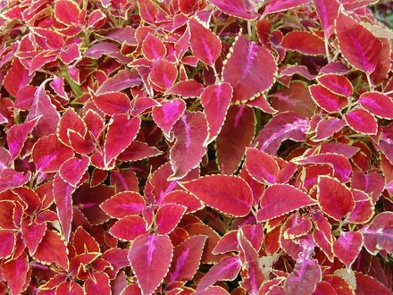 Solenostemon at Wisley (Solenostemon)