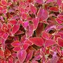 Solenostemon