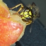 Bee_feasting_on_an_apple
