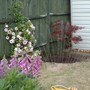 A garden flower photo
