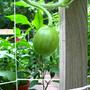 Watermelon1