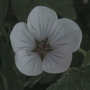 geranium 'coombland white'