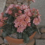 lewisia (lewisia cotyledon)