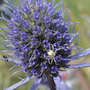 Male White Death Spider (Eryngium planum (Sea Holly))