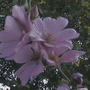 lavatera
