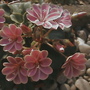 lewisia  (lewisia cotyledon)