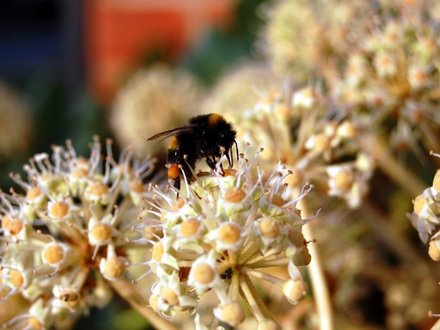 A bee in autumn on my Fatsia japonica (Fatsia japonica)