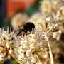 Fatsia japonica