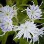 White Phlox