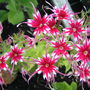 Another phlox