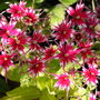 Phlox