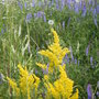 Roadside alaska july