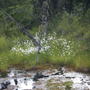 Wild cotton