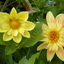 Dahlia
