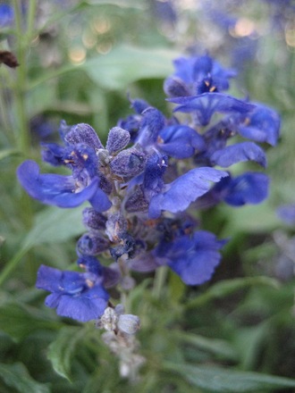 Blue salvia
